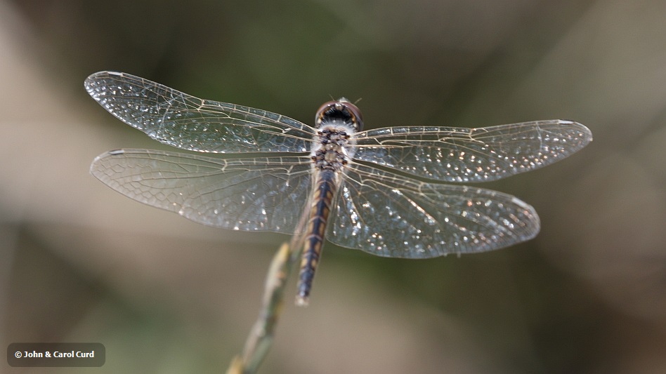 J16_1859 Selysiothemis nigra female.JPG